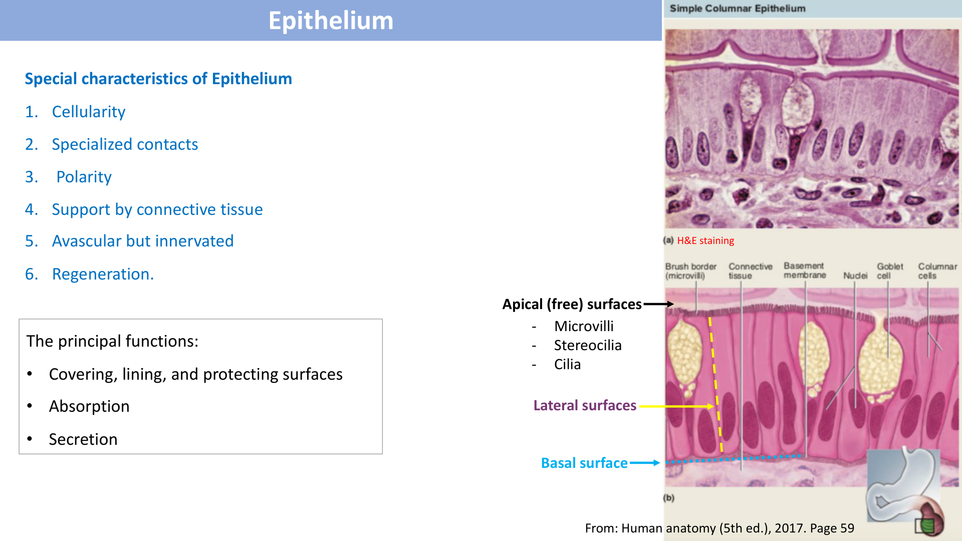 Figure 1: Cell Junctions (Tight, Adherens, Desmosome, Hemidesmosome, Gap Junction)