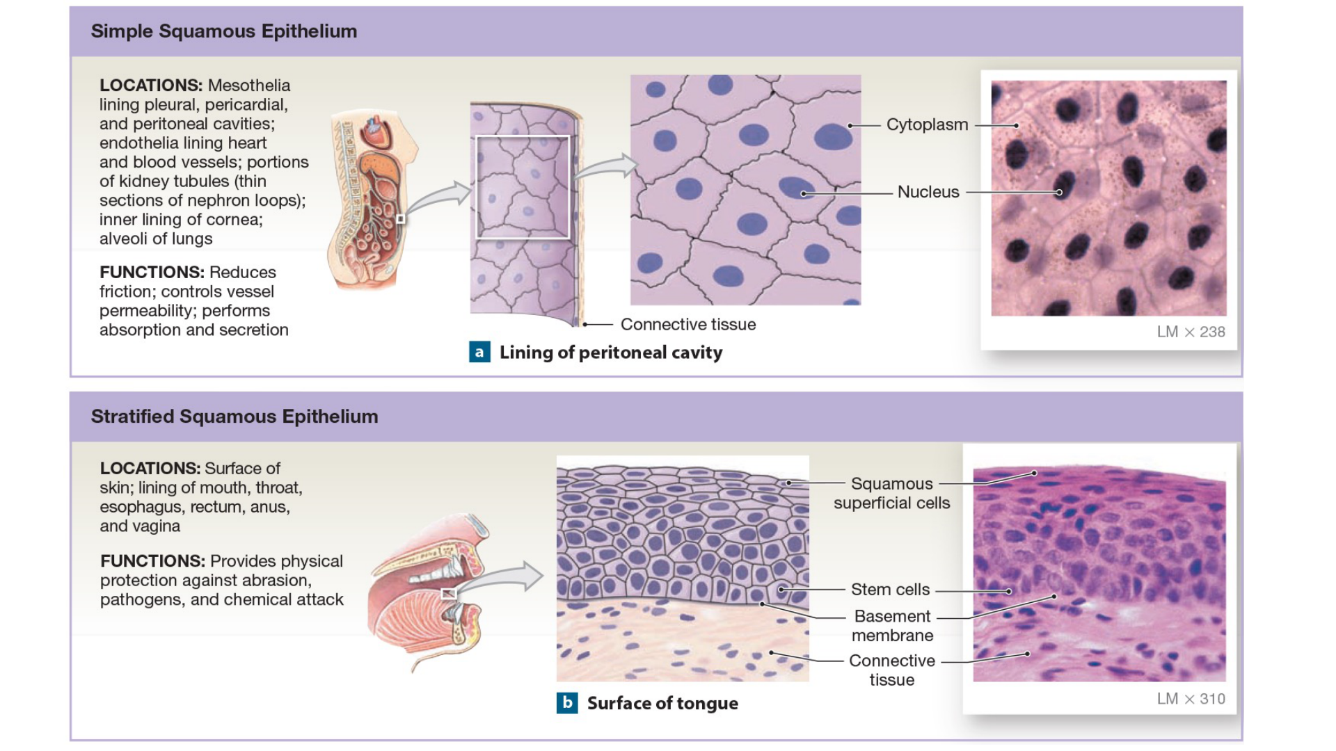Figure 3: Connective Tissue Components & Matrix (Lab Manual Page 16)