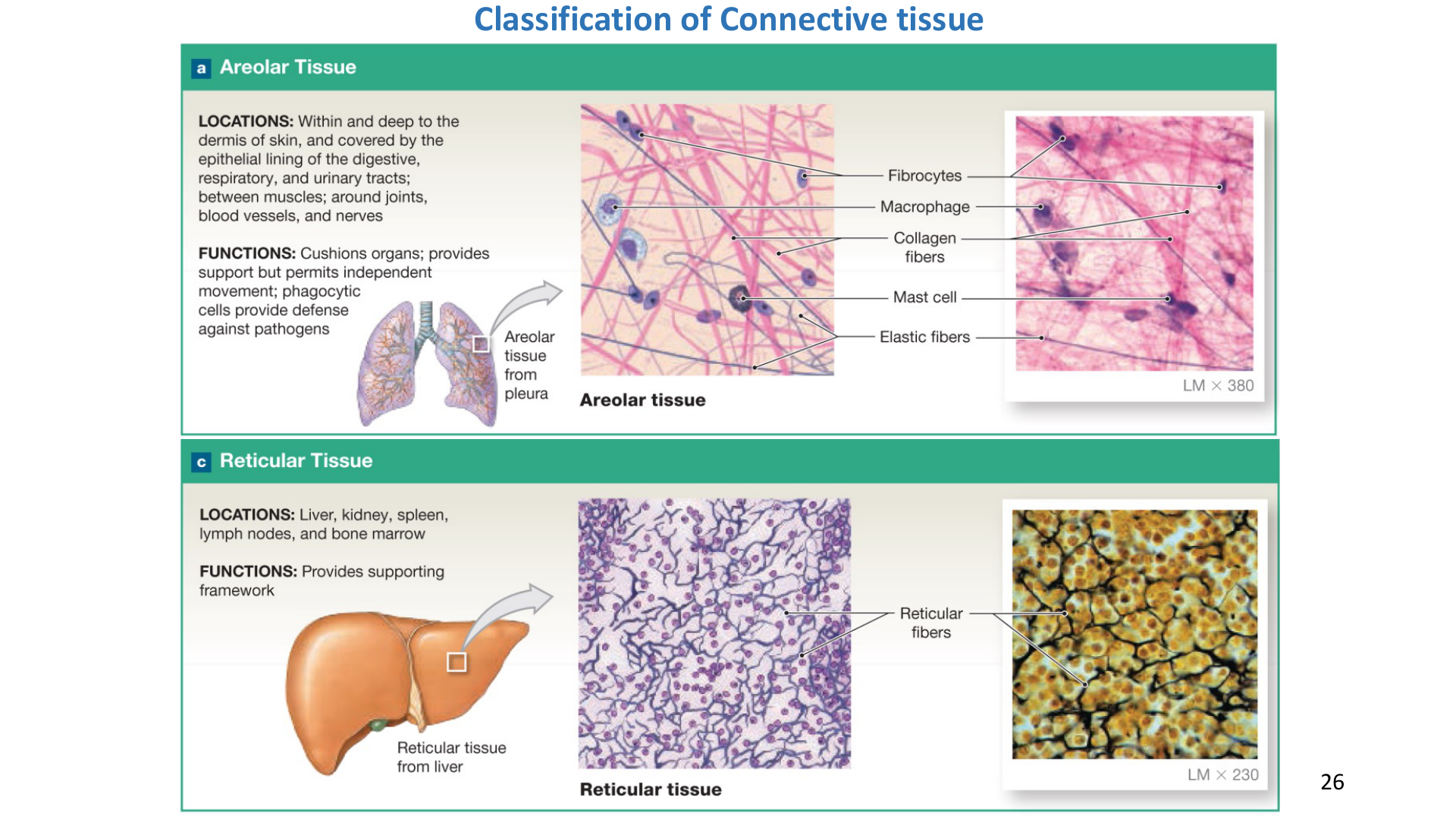 Lab 2: Dense Regular vs Dense Irregular and Adipose Histology (Lab Manual Page 19)