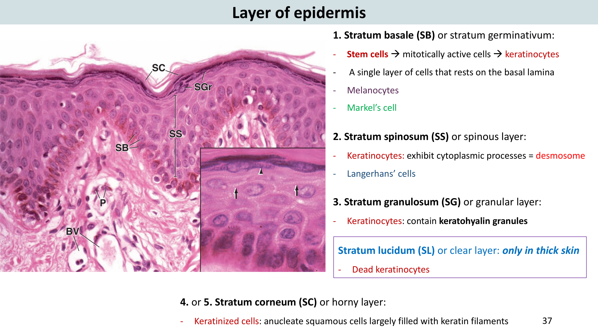 Figure 4: Skin Layers, Hair Follicle, Sebaceous and Sweat Glands (Lab Manual Page 23)