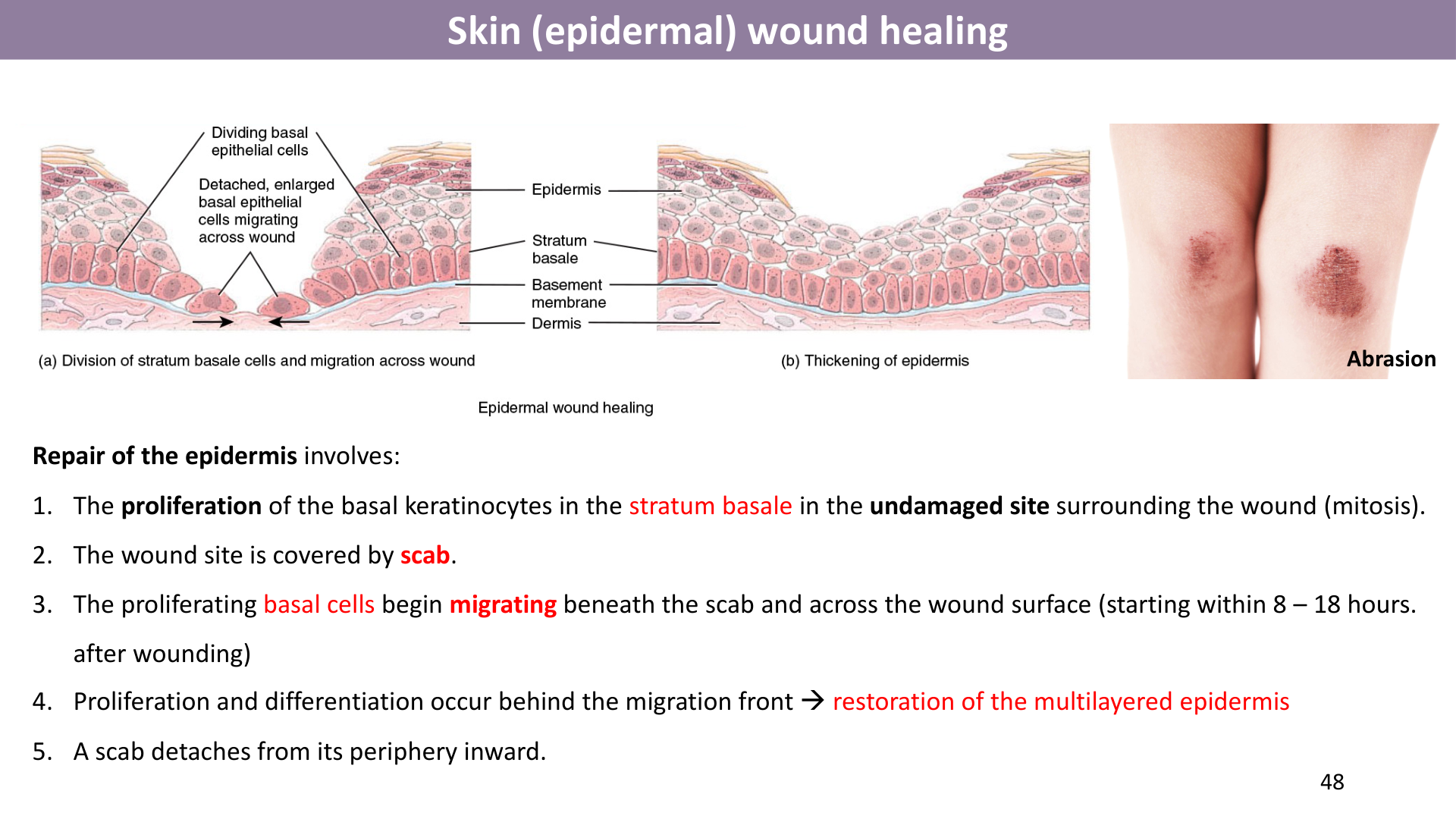 Figure 5: Skin Appendages & Nail Anatomy (Lab Manual Page 25)