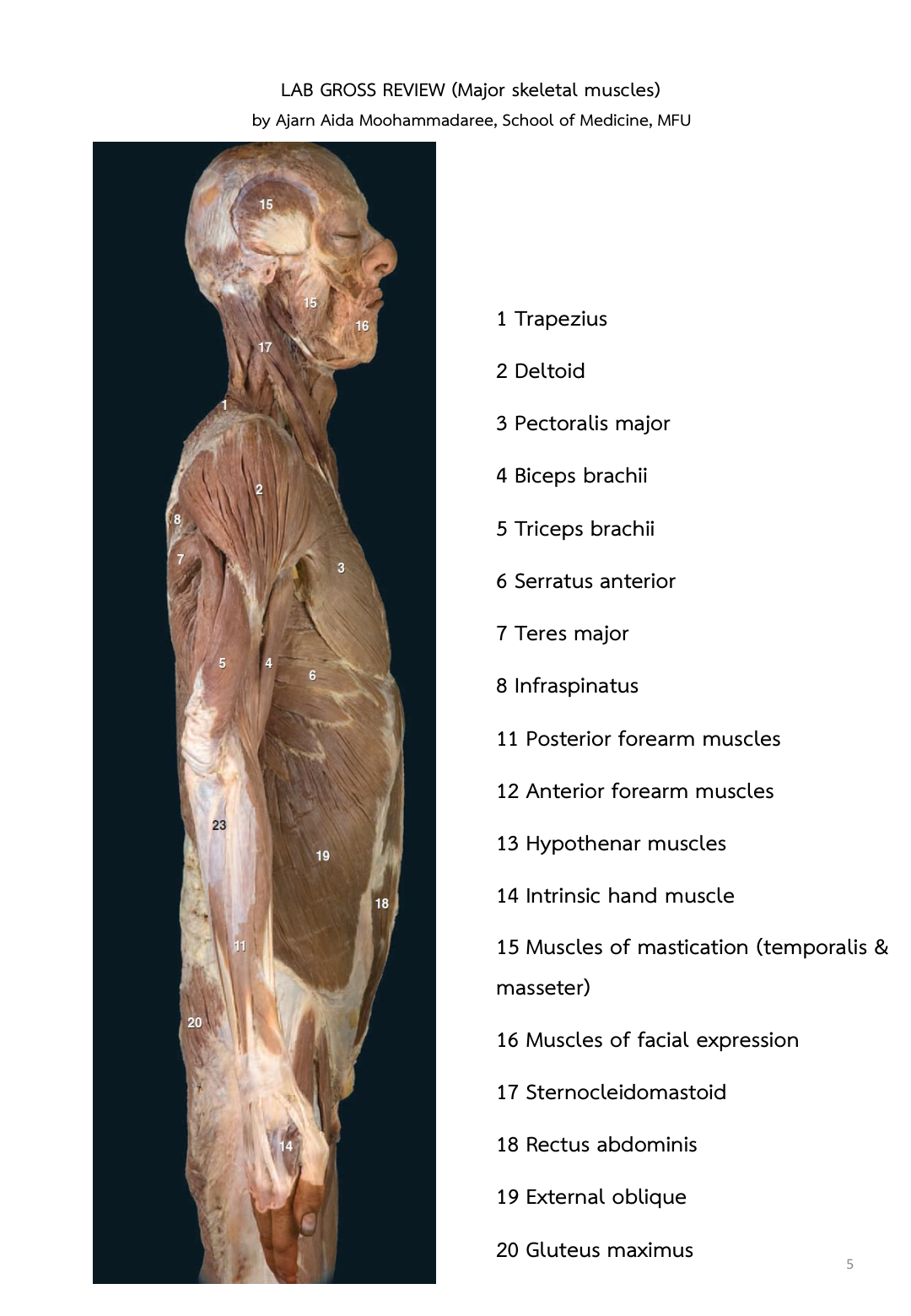 Figure 3: Muscles of the Shoulder and Arm (Deltoid, Biceps brachii, Brachialis, Triceps) - Lab Manual Page 57