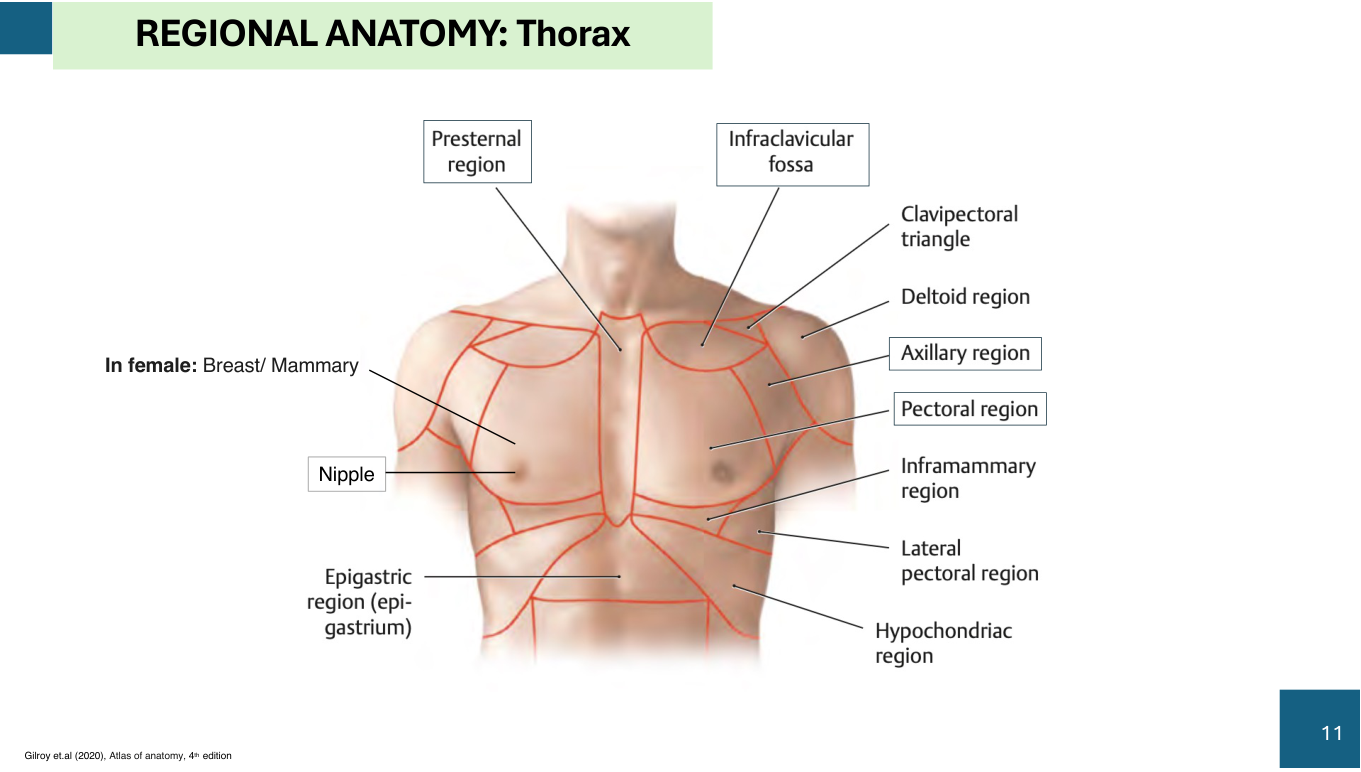 Figure 4: Anatomical Movement Definitions & Illustrations (Lab Manual Page 8)