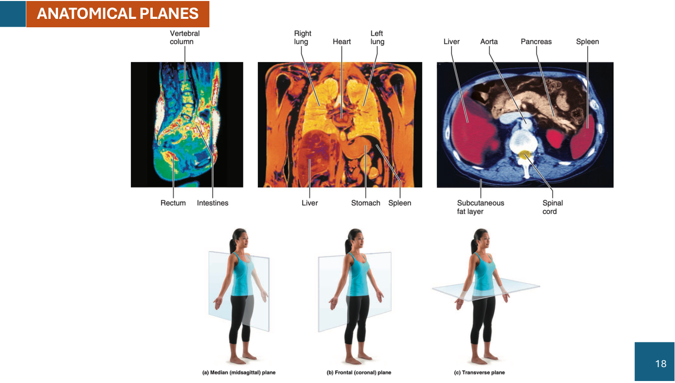 Figure 2: Anatomical Planes (Sagittal, Frontal/Coronal, Transverse/Horizontal)