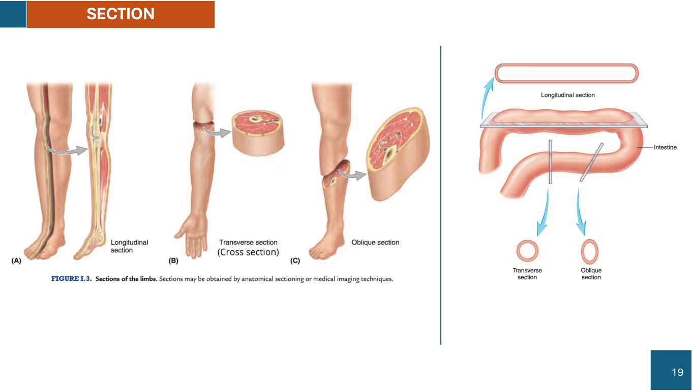 Figure 5: Body Cavities (Dorsal & Ventral Subdivisions) - Lab Manual Page 5