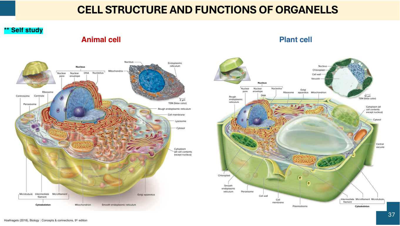 Cell Organelles