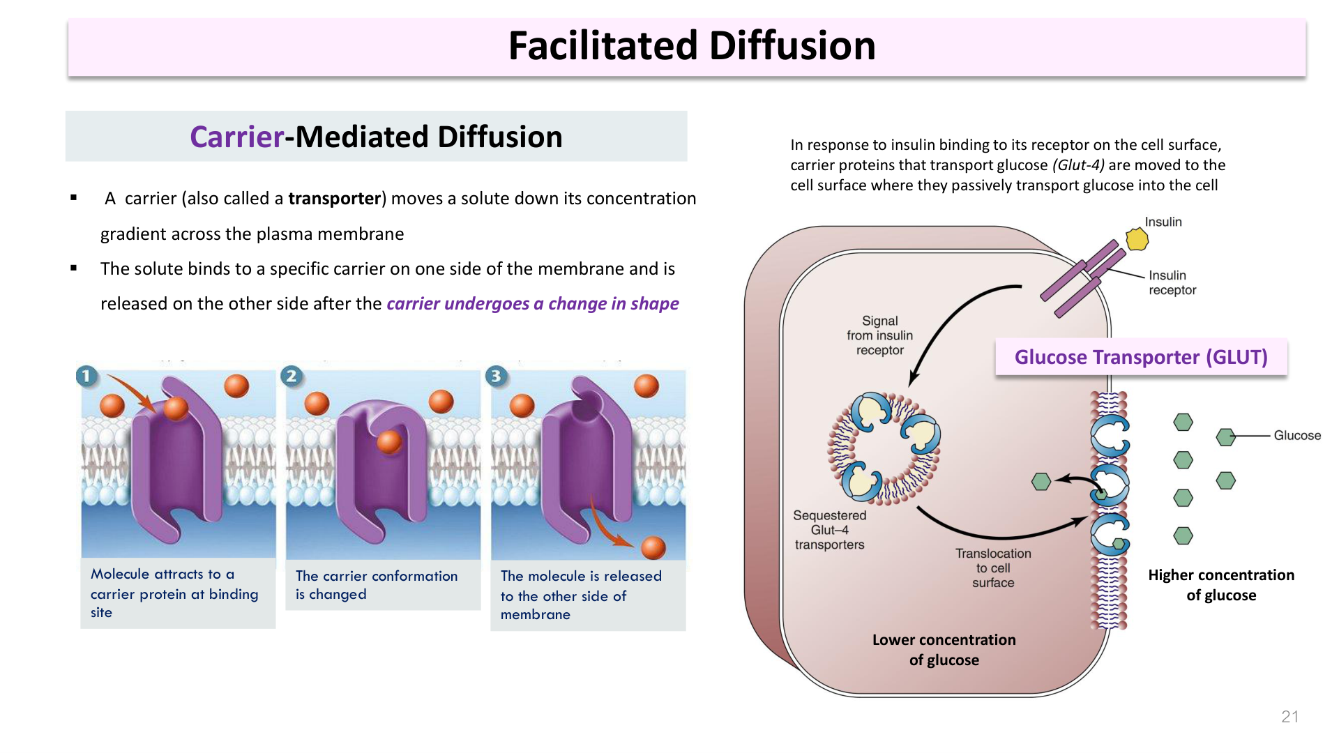 Figure 2: Effects of Isotonic, Hypotonic, and Hypertonic Solutions on Red Blood Cells