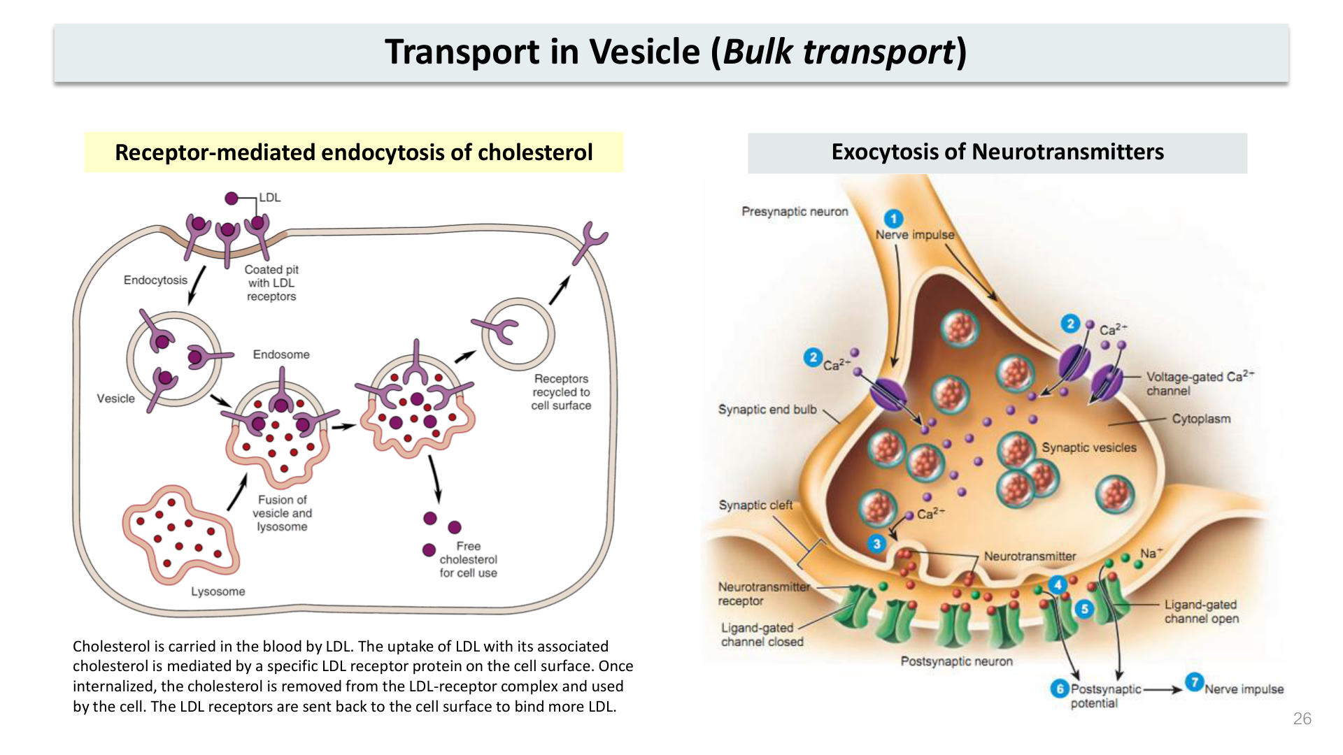 Figure 3: Primary Active Transport (Na+/K+ ATPase) and Secondary Active Transport (SGLT Cotransporter)