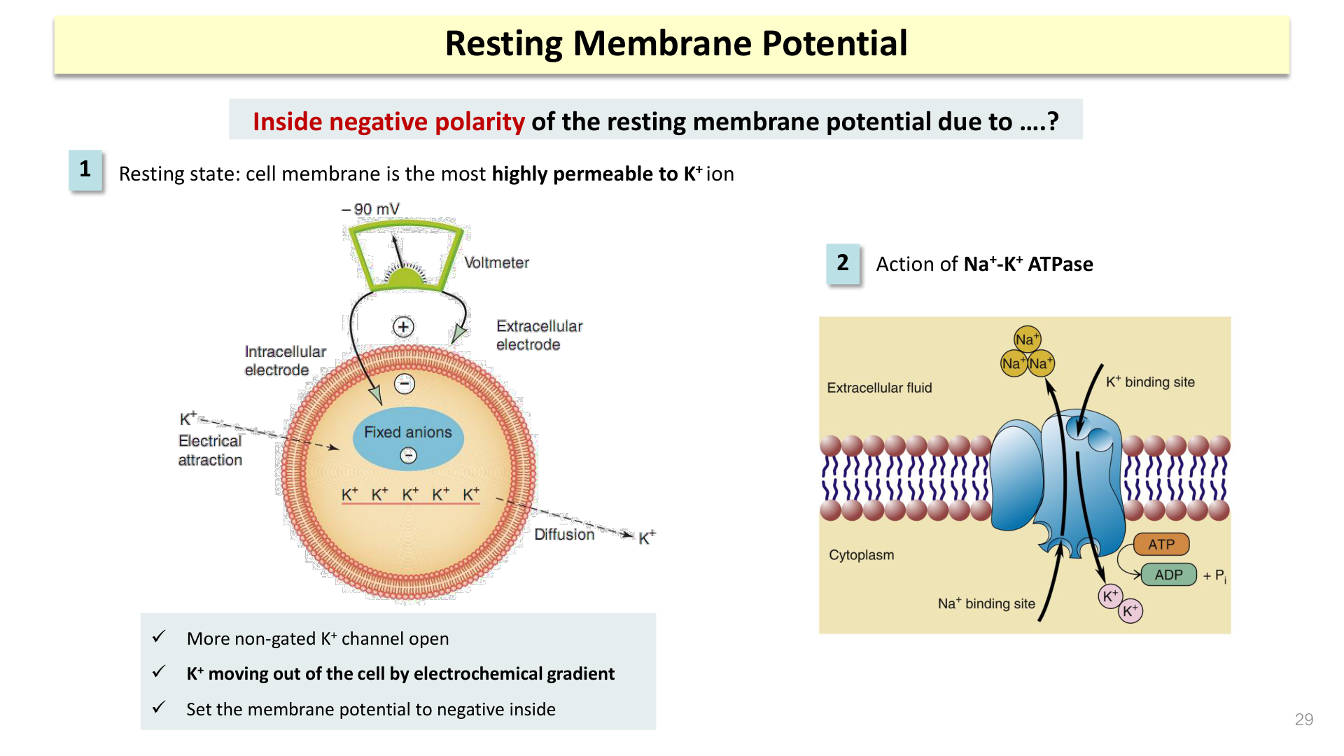 Figure 4: Generation of Resting Membrane Potential (K+ Leak Channels and Na+/K+ Pump)