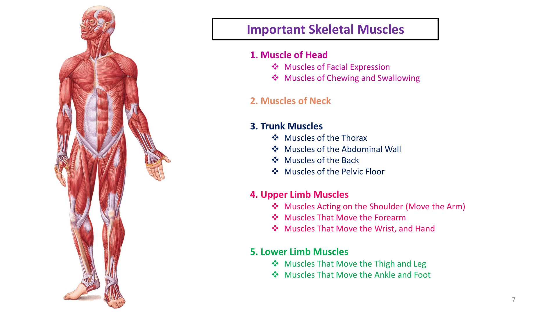 Figure 1: Muscles of Facial Expression (CN VII) and Mastication (CN V3) - Lab Manual Page 52