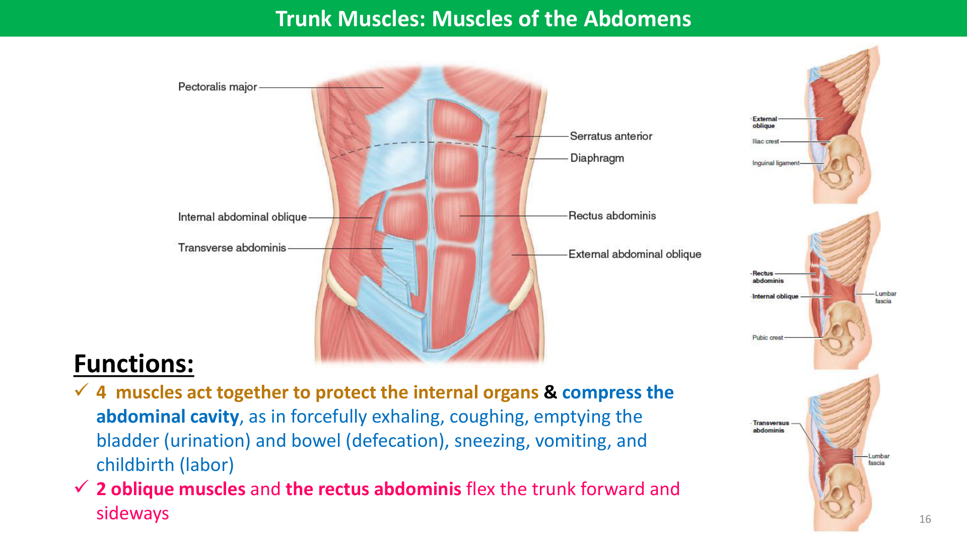 Figure 2: Muscles of the Anterior Thorax and Abdominal Wall (Lab Manual Page 55)