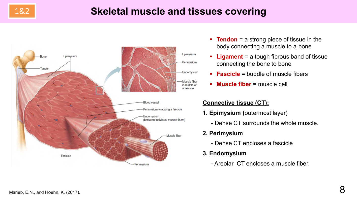 Figure 1: Organization of Skeletal Muscle Connective Tissue Sheaths (Epimysium, Perimysium, Endomysium)