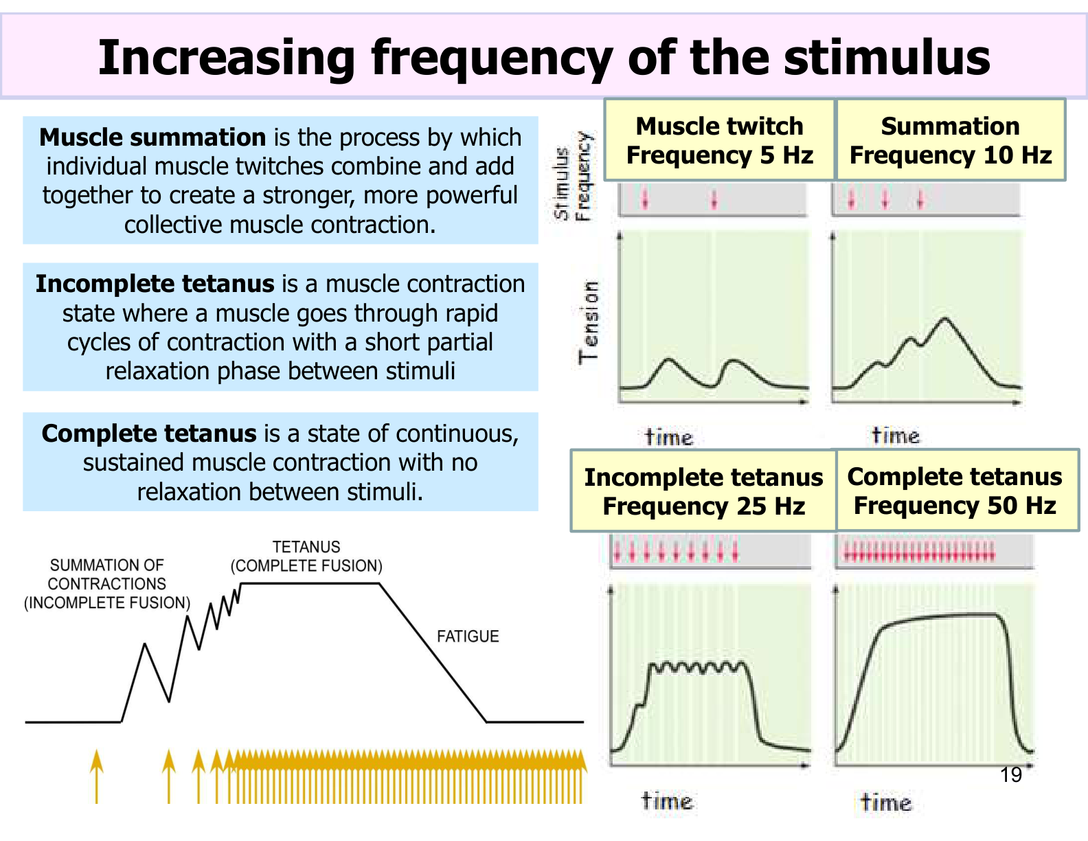 Figure 2: Wave Summation, Treppe, Incomplete Tetanus, and Complete Tetanus (Lab Manual Page 69)