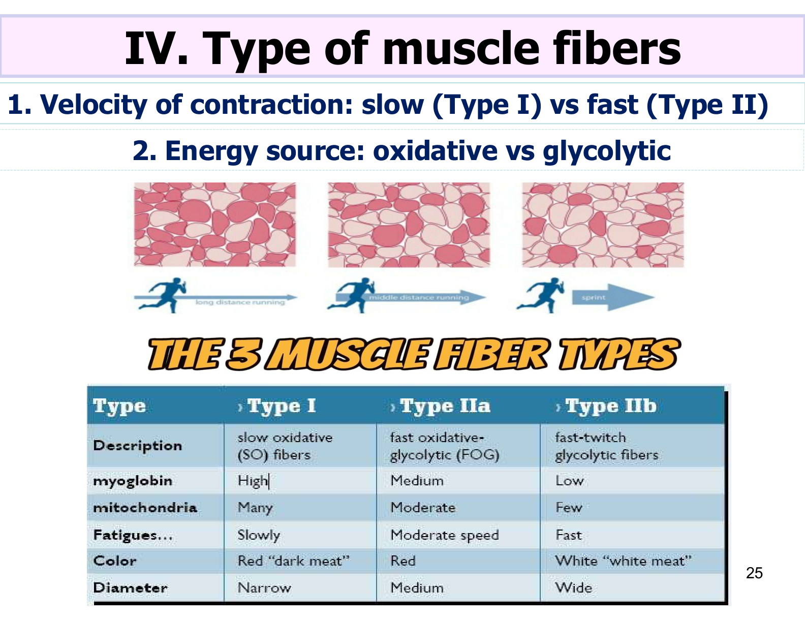 Figure 3: Skeletal Muscle Fiber Types Classification (Slow Oxidative, Fast Oxidative-Glycolytic, Fast Glycolytic)