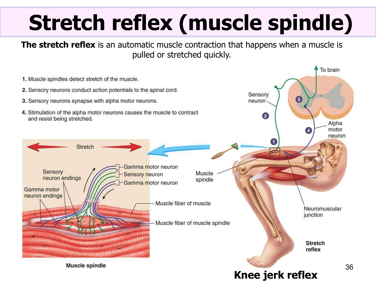 Figure 4: The 5-Element Reflex Arc and Muscle Spindle Stretch Reflex (Lab Manual Page 71)