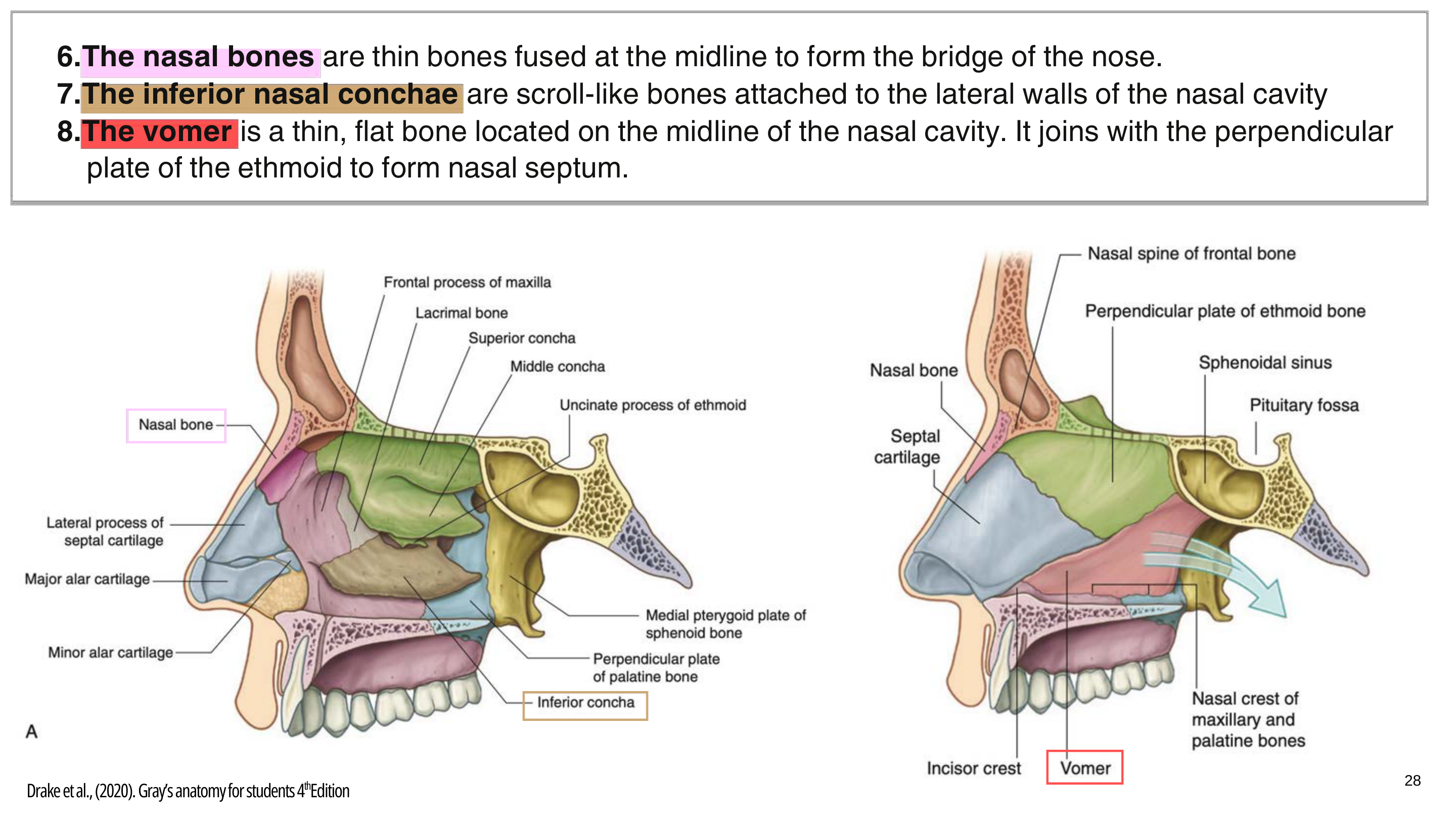 Figure 4: Superior View of Cranial Base Foramina and Transmitted Cranial Nerves