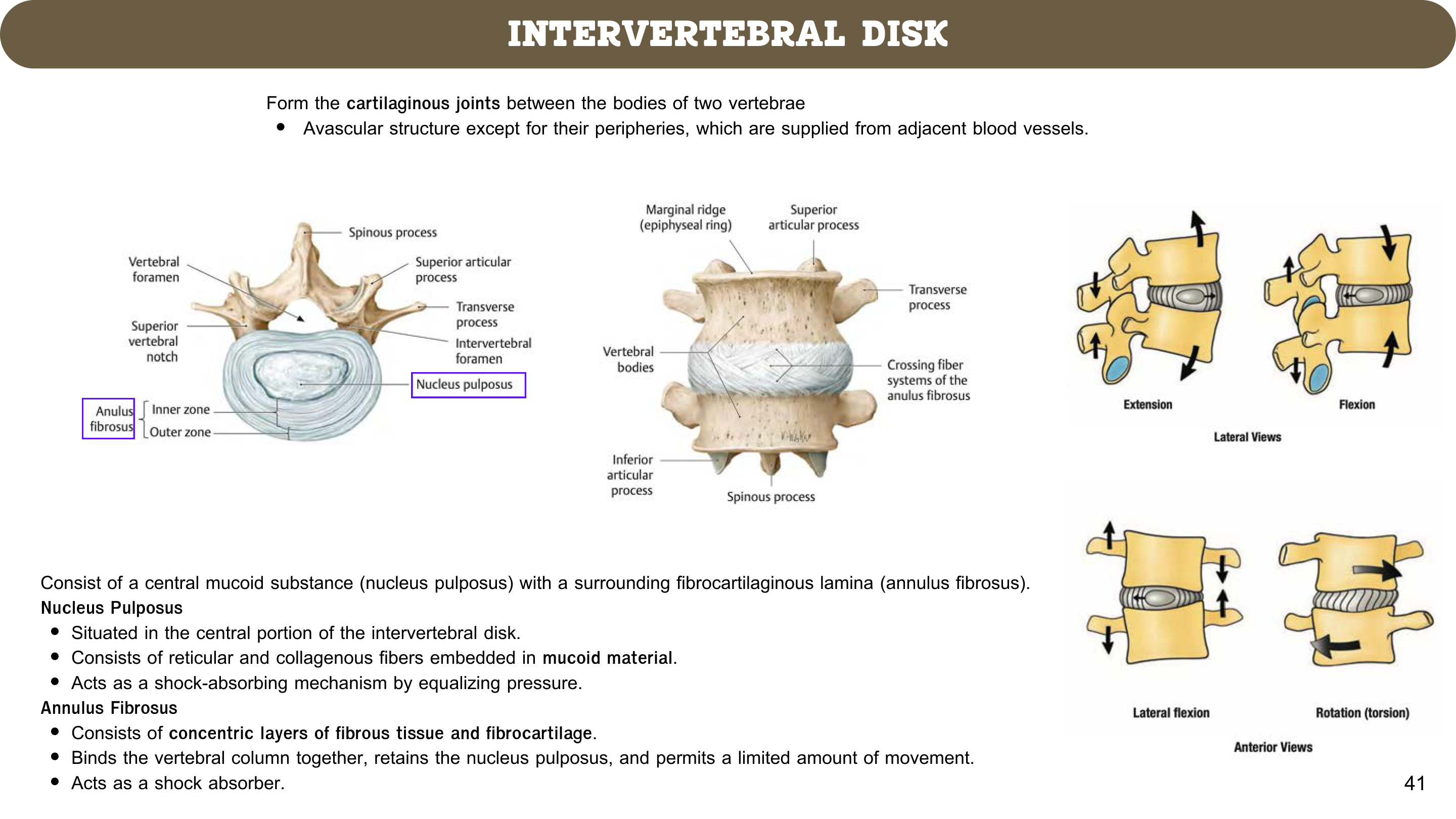 Figure 5: Cervical (Atlas C1, Axis C2 with Dens) and Thoracic/Lumbar Vertebrae (Lab Manual Page 40)