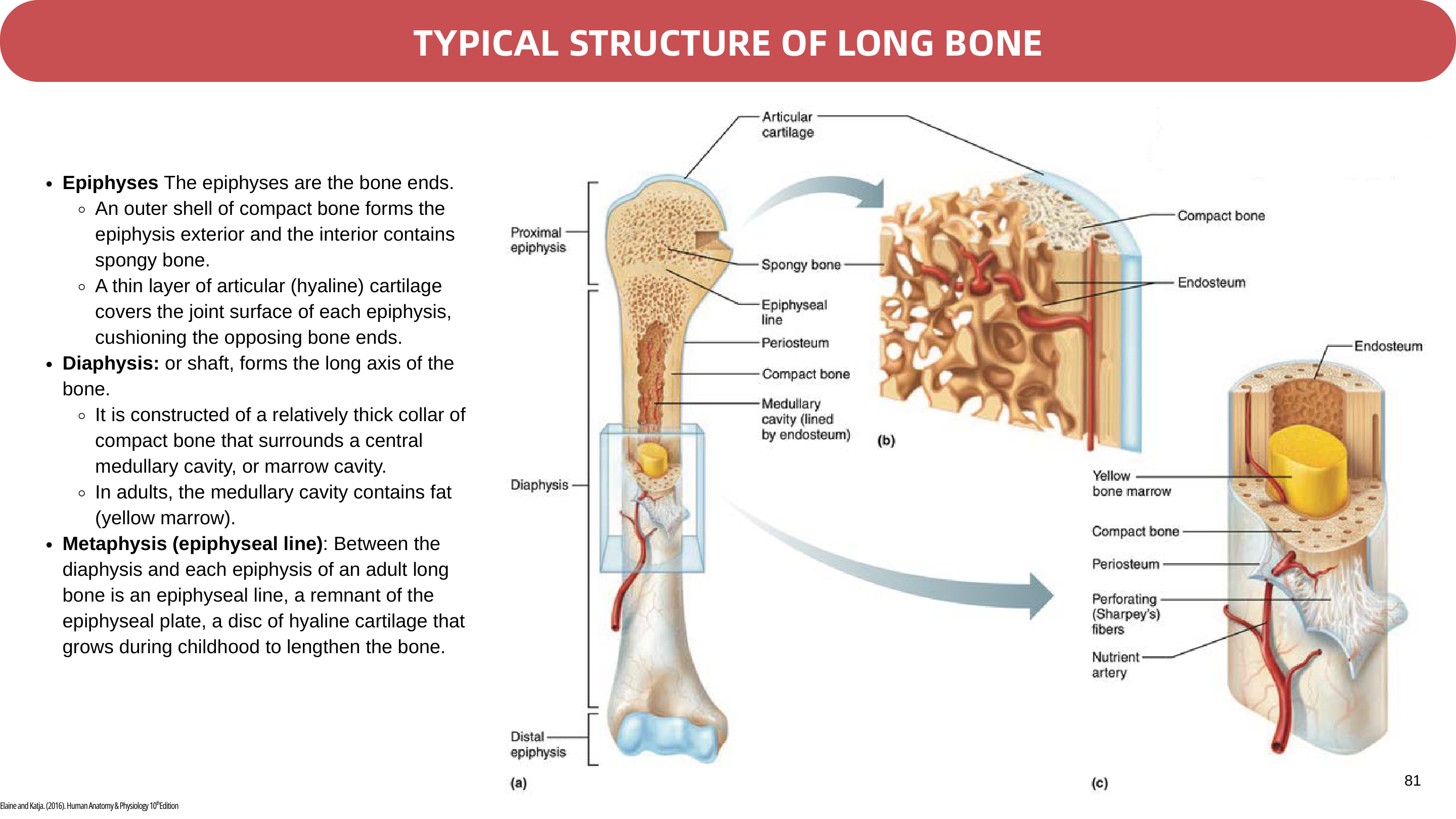 Figure 1: Axial Skeleton (80 bones) vs Appendicular Skeleton (126 bones) - Lab Manual Page 29