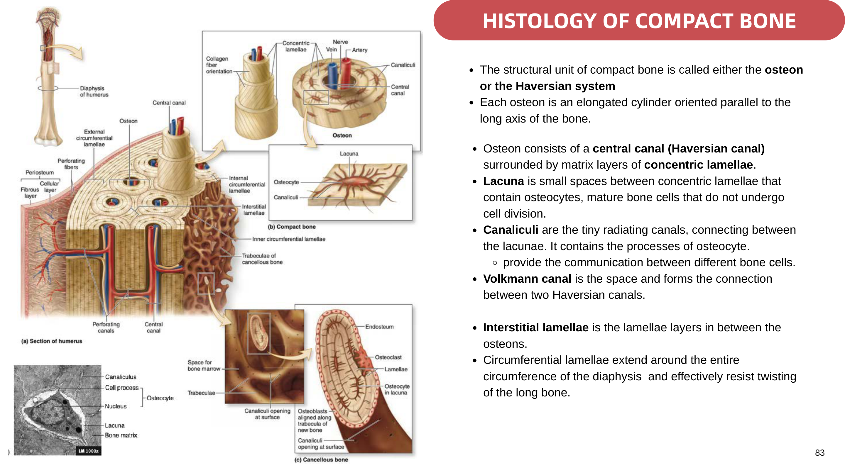 Figure 6: Microanatomy of Compact Bone (Osteon, Haversian Canal, Lamellae, Lacunae, Canaliculi)